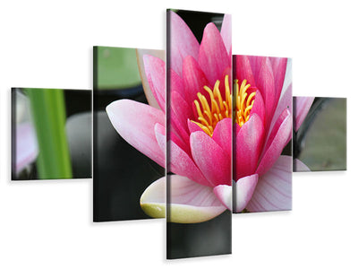 5-piece-canvas-print-the-water-lily-in-pink