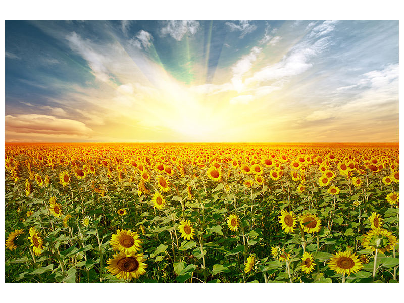 modern-4-piece-canvas-print-a-field-full-of-sunflowers