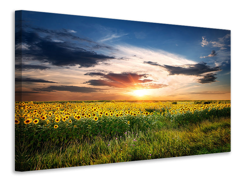 5-piece-canvas-print-a-field-of-sunflowers