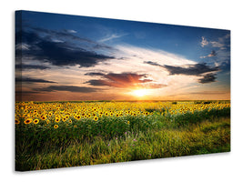 4-piece-canvas-print-a-field-of-sunflowers