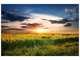 panoramic-canvas-print-a-field-of-sunflowers
