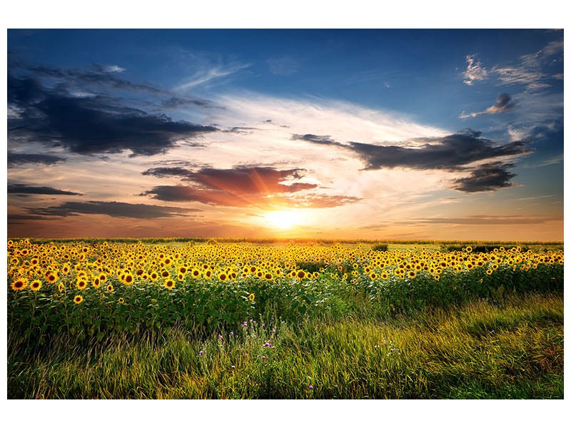5-piece-canvas-print-a-field-of-sunflowers