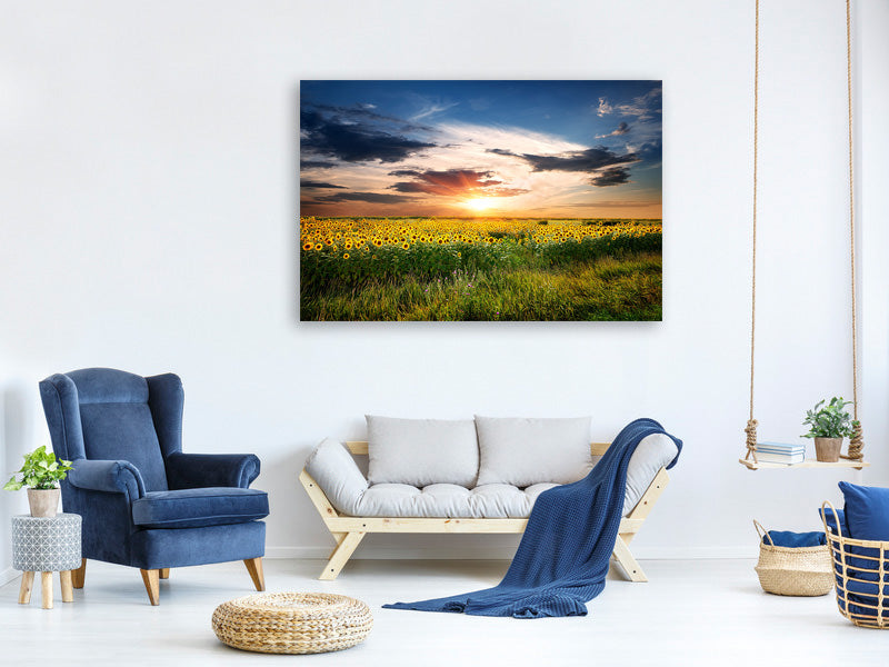 modern-4-piece-canvas-print-a-field-of-sunflowers