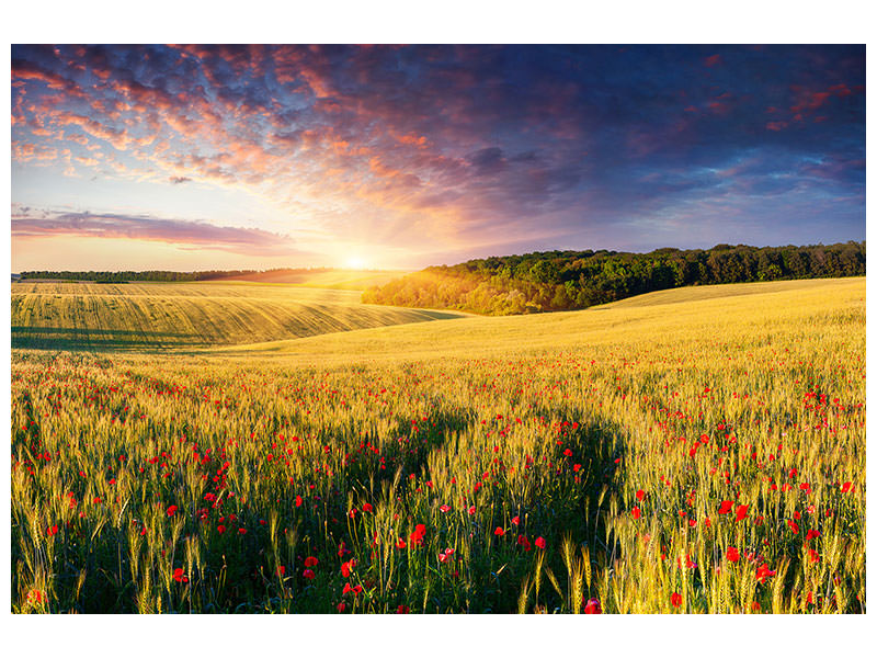 modern-3-piece-canvas-print-a-flower-field-at-sunrise