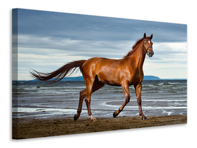 3-piece-canvas-print-a-thoroughbred-at-the-sea
