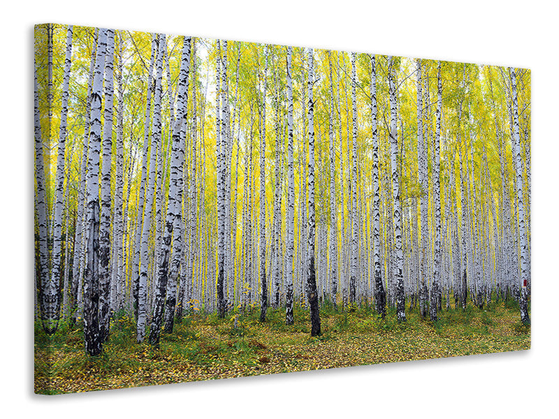 panoramic-canvas-print-autumnal-birch-forest