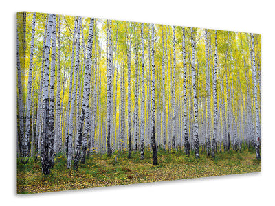 panoramic-canvas-print-autumnal-birch-forest