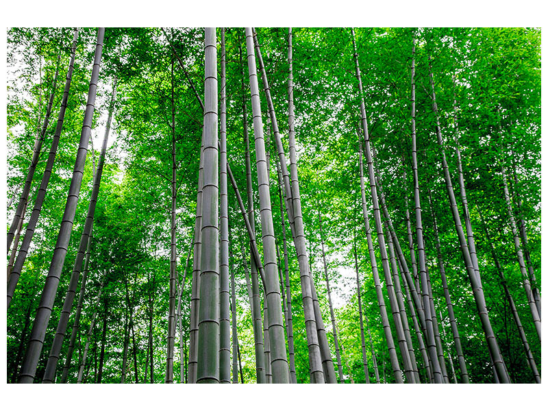 modern-4-piece-canvas-print-bamboo-forest