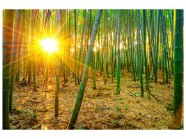 panoramic-canvas-print-bamboos