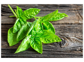 5-piece-canvas-print-basil-leaves-ii