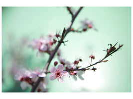 4-piece-canvas-print-beautiful-japanese-cherry-blossom