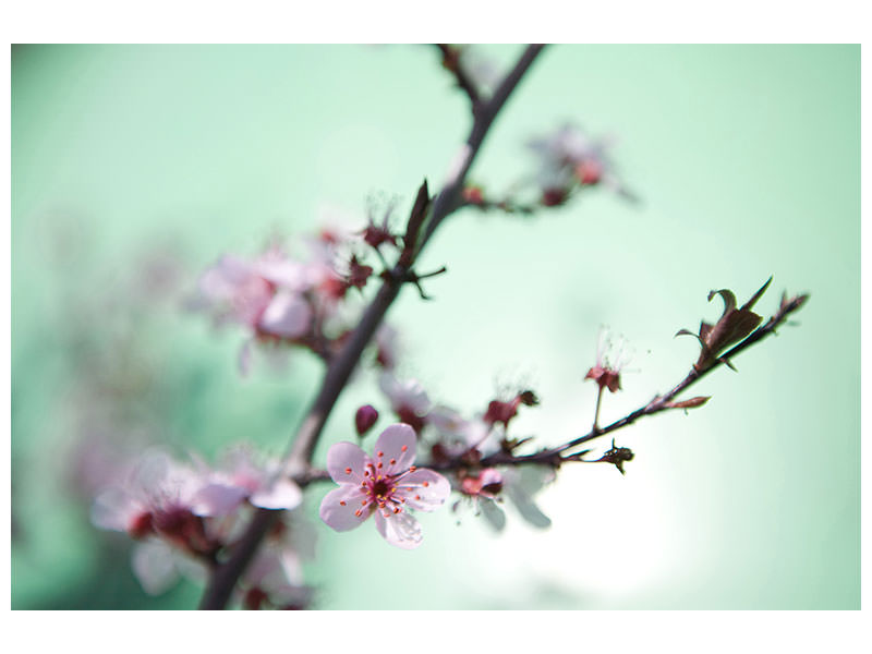 5-piece-canvas-print-beautiful-japanese-cherry-blossom