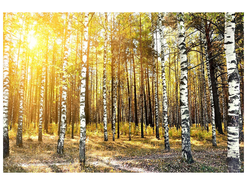 modern-4-piece-canvas-print-birch-forest