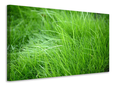 3-piece-canvas-print-blades-of-grass