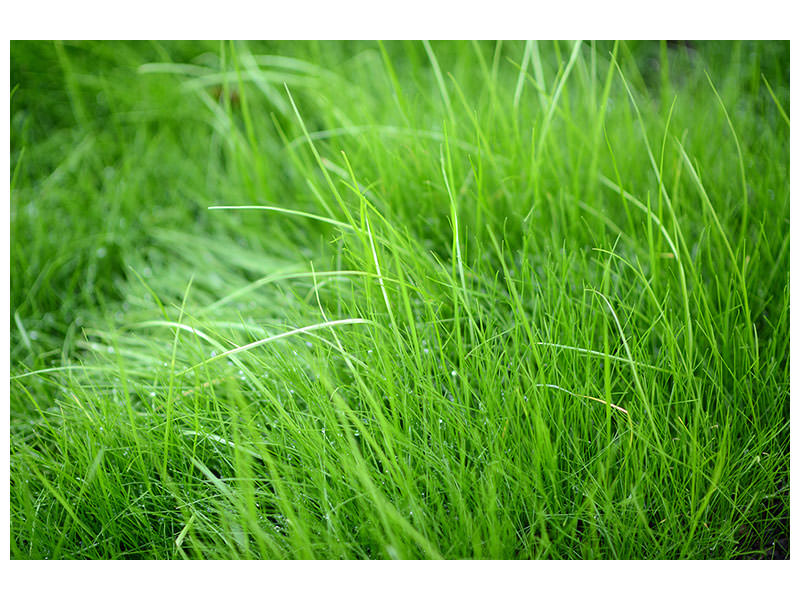 panoramic-canvas-print-blades-of-grass