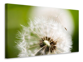 5-piece-canvas-print-blowball-dandelion