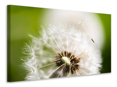 modern-3-piece-canvas-print-blowball-dandelion