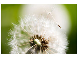 panoramic-3-piece-canvas-print-blowball-dandelion