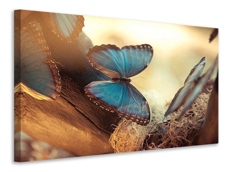 5-piece-canvas-print-butterflies