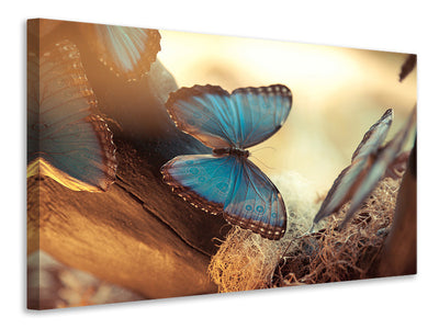 3-piece-canvas-print-butterflies