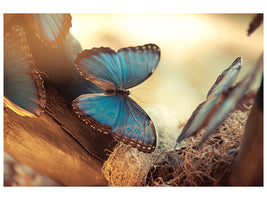 5-piece-canvas-print-butterflies