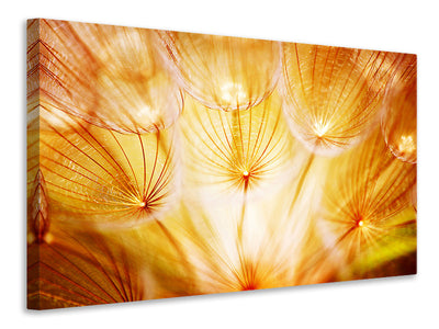 modern-3-piece-canvas-print-close-up-dandelion-in-light