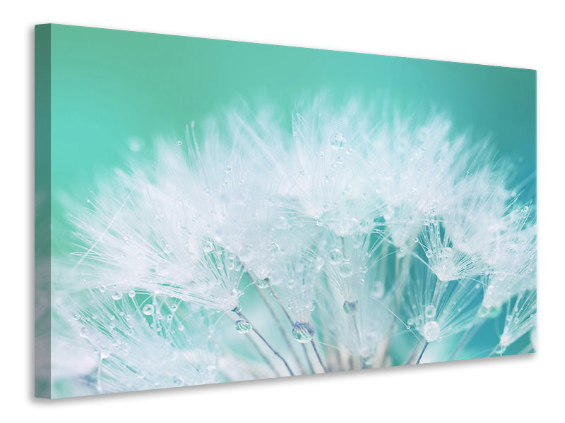 4-piece-canvas-print-close-up-dandelion-in-morning-dew