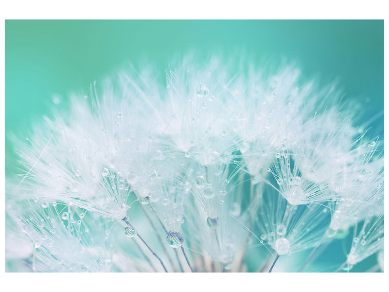 4-piece-canvas-print-close-up-dandelion-in-morning-dew