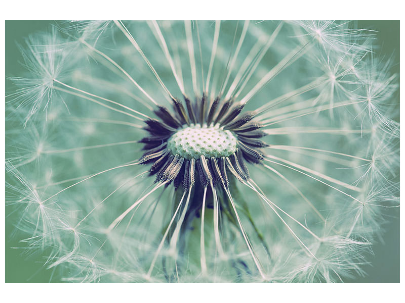 panoramic-canvas-print-close-up-dandelion