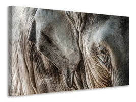 modern-4-piece-canvas-print-close-up-elephant