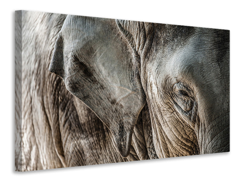 modern-4-piece-canvas-print-close-up-elephant