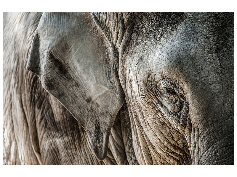 modern-4-piece-canvas-print-close-up-elephant
