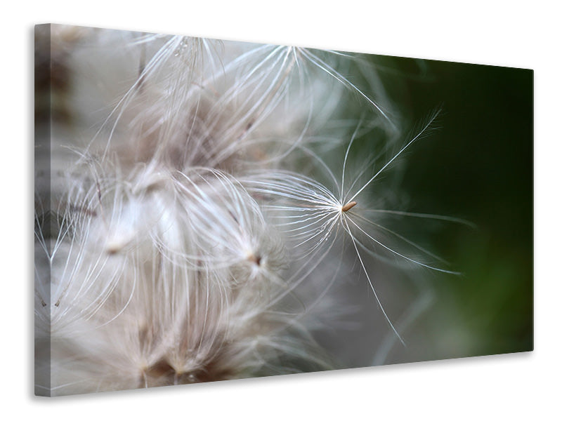 panoramic-canvas-print-close-up-flowers-fibers