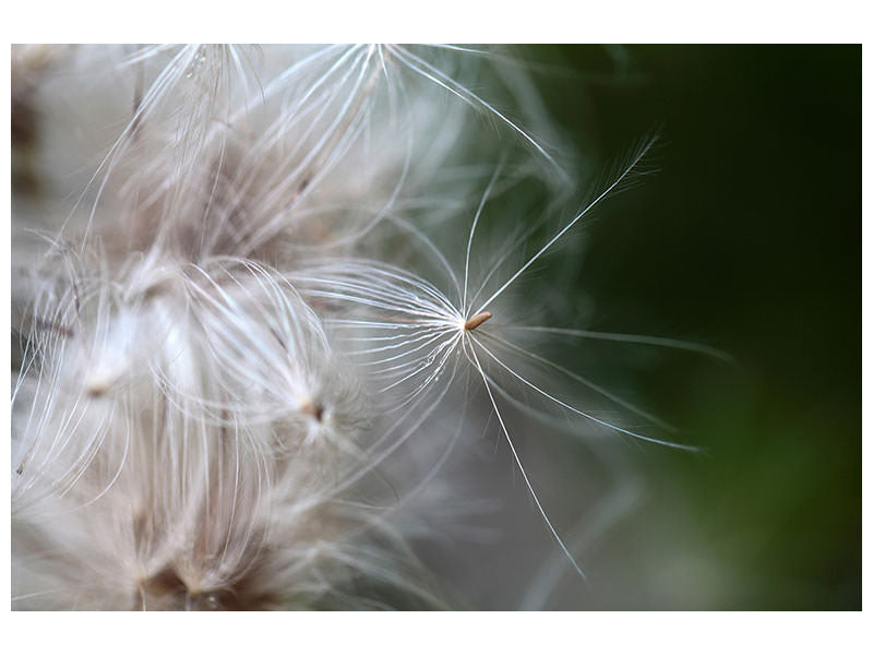 5-piece-canvas-print-close-up-flowers-fibers