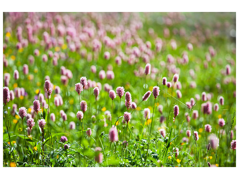 4-piece-canvas-print-clover