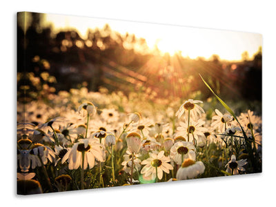 3-piece-canvas-print-daisies-at-sunset