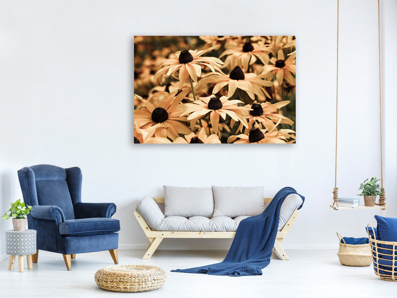 panoramic-3-piece-canvas-print-daisies-in-sepia
