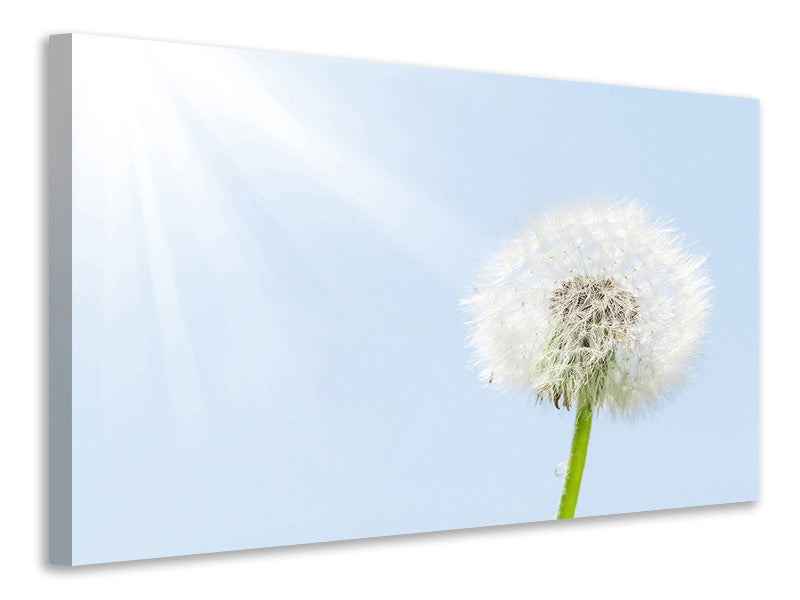 5-piece-canvas-print-dandelion-in-sunbeam