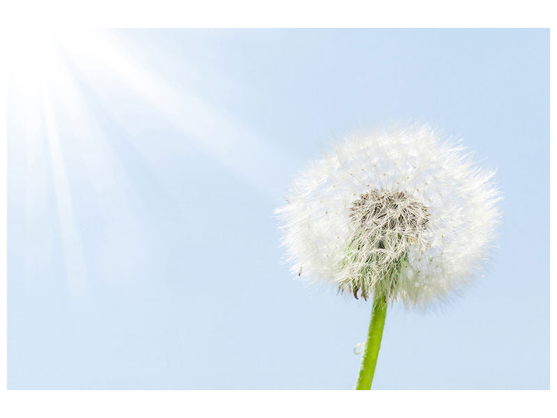 5-piece-canvas-print-dandelion-in-sunbeam