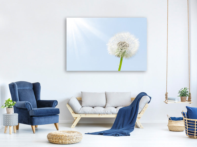4-piece-canvas-print-dandelion-in-sunbeam