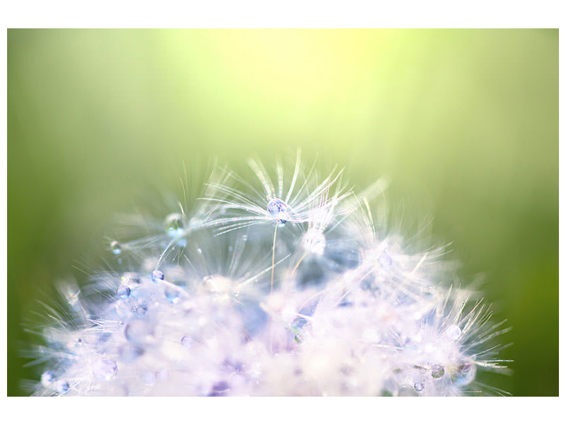 panoramic-canvas-print-dandelion-xl-in-morning-dew