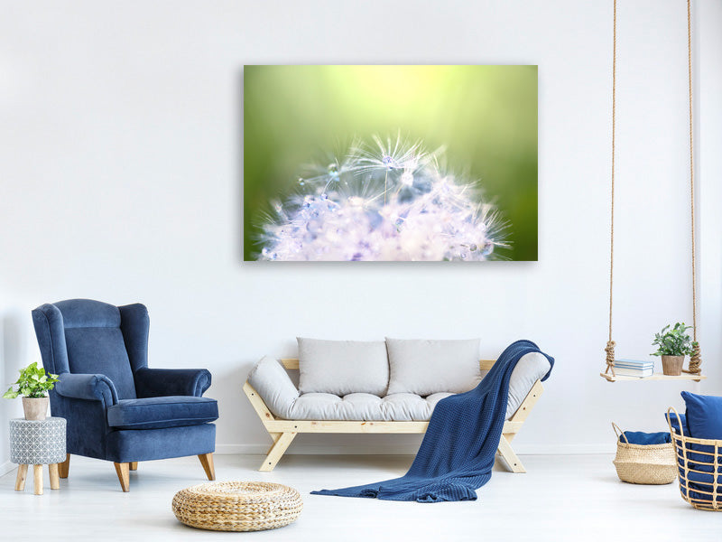 panoramic-3-piece-canvas-print-dandelion-xl-in-morning-dew
