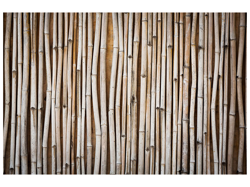 panoramic-3-piece-canvas-print-dried-bamboos