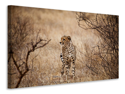 modern-3-piece-canvas-print-elegant-cheetah