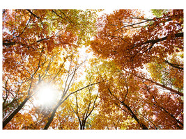 4-piece-canvas-print-enlightened-autumn-trees