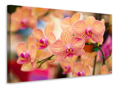 modern-4-piece-canvas-print-exotic-orchids