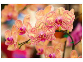 4-piece-canvas-print-exotic-orchids