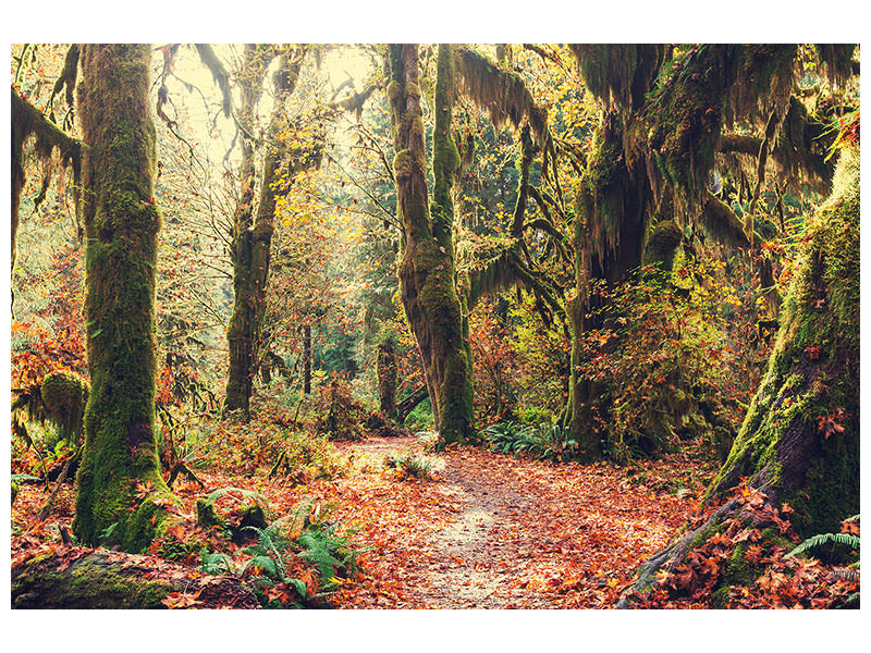 modern-4-piece-canvas-print-fairies-forest