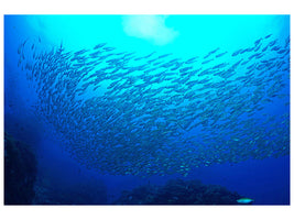 5-piece-canvas-print-fish-world