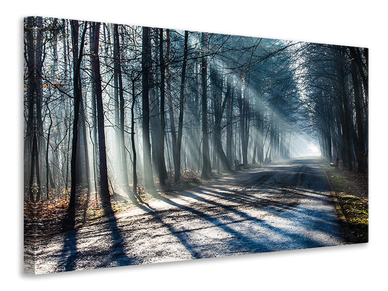 5-piece-canvas-print-forest-in-the-light-beam